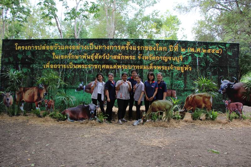 ร่วมกิจกรรมโครงการปล่อยวัวแดงครั้งแรกของโลกปีที่ 2